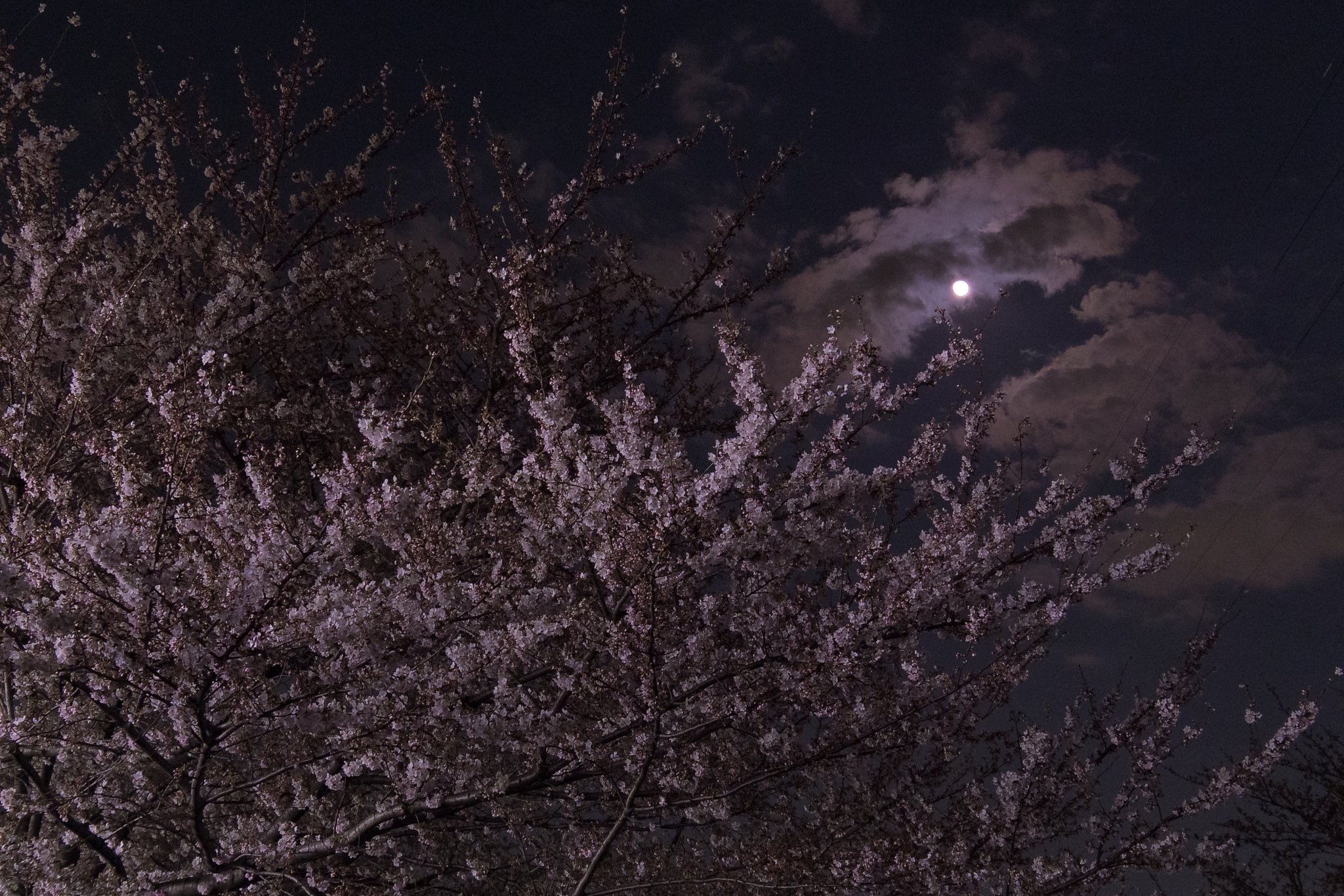 月と桜