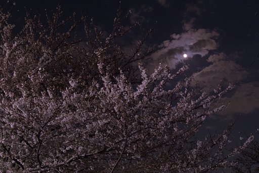 月と桜