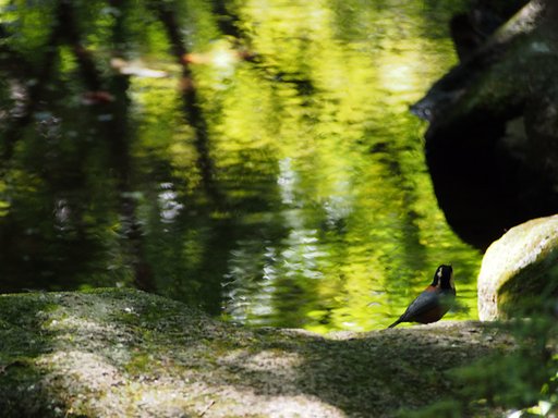 鳥のいる風景