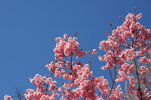 今年のさくら