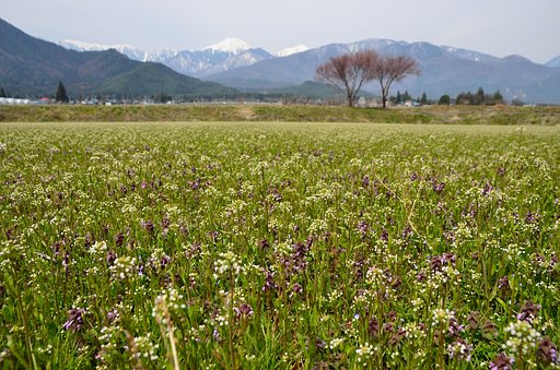 常念岳とペンペン草