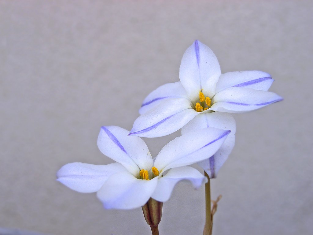 【淡彩】ハナニラ