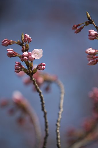 開花宣言