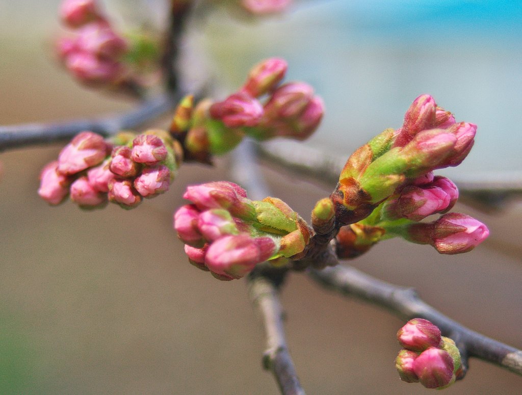 桜は何時咲くの？