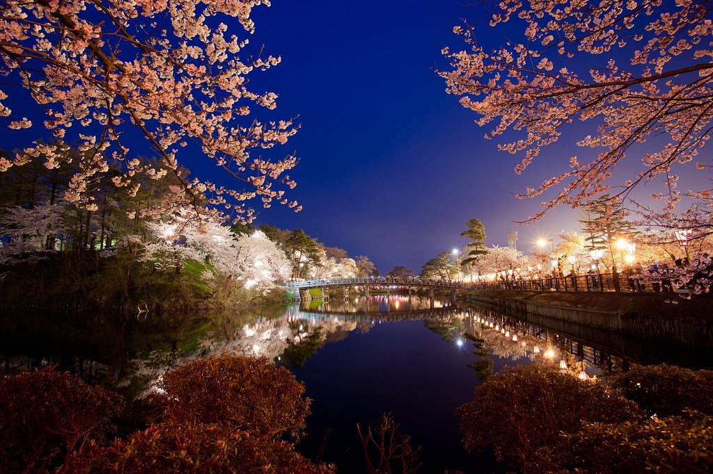 高田の夜桜