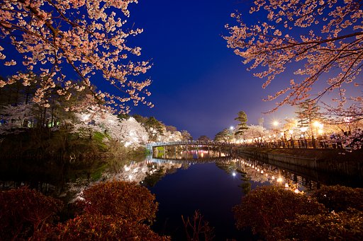 高田の夜桜
