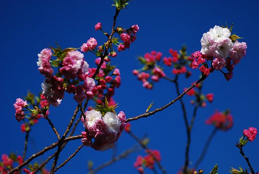 八重桜②