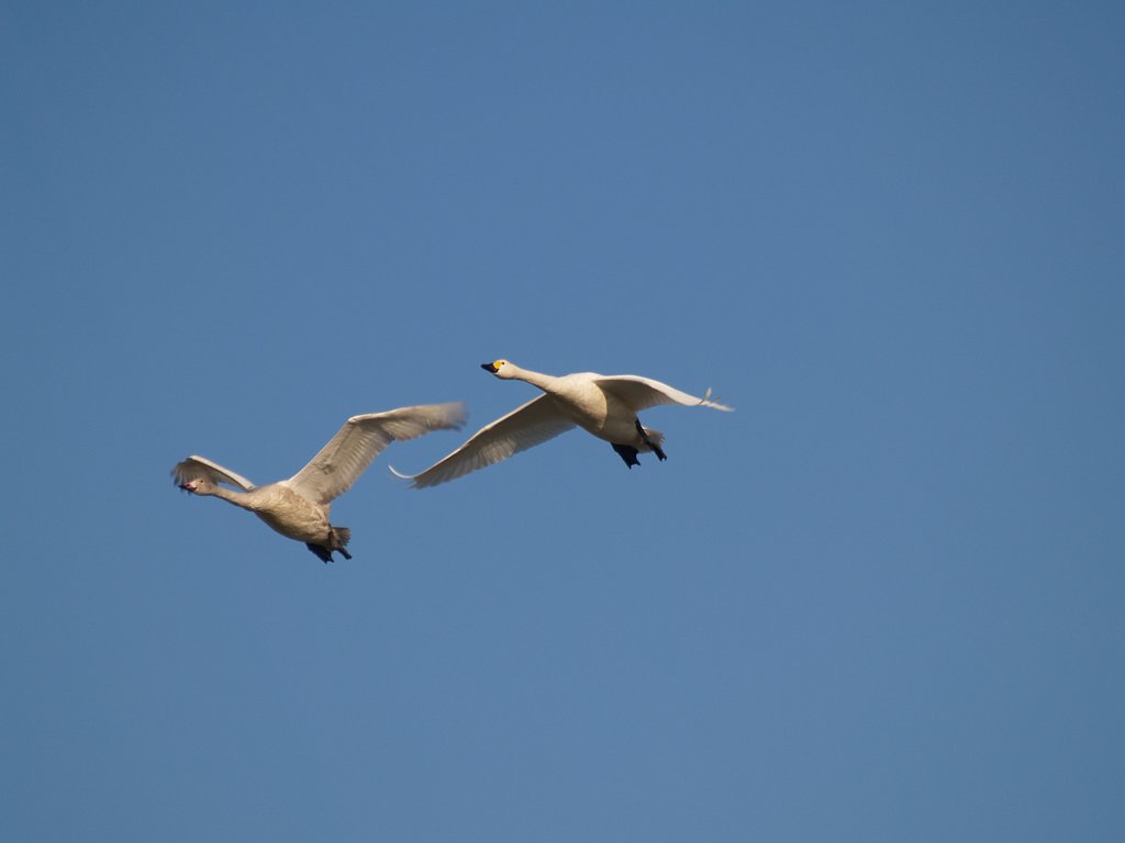 白鳥の飛来