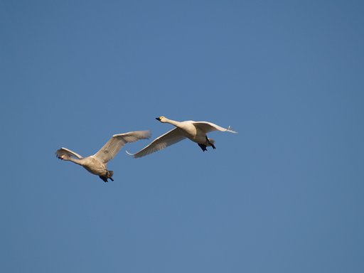 白鳥の飛来