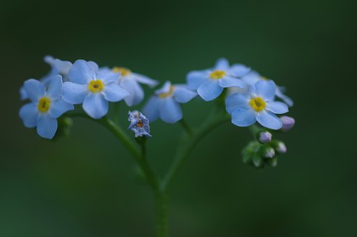 【ときめきBLUE】　勿忘草色