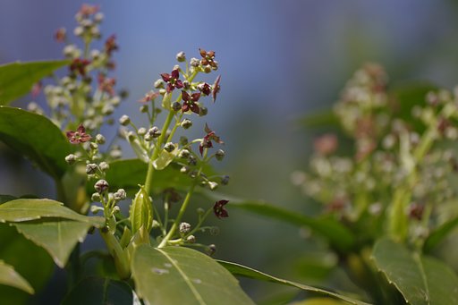 【淡彩】　アオキの花