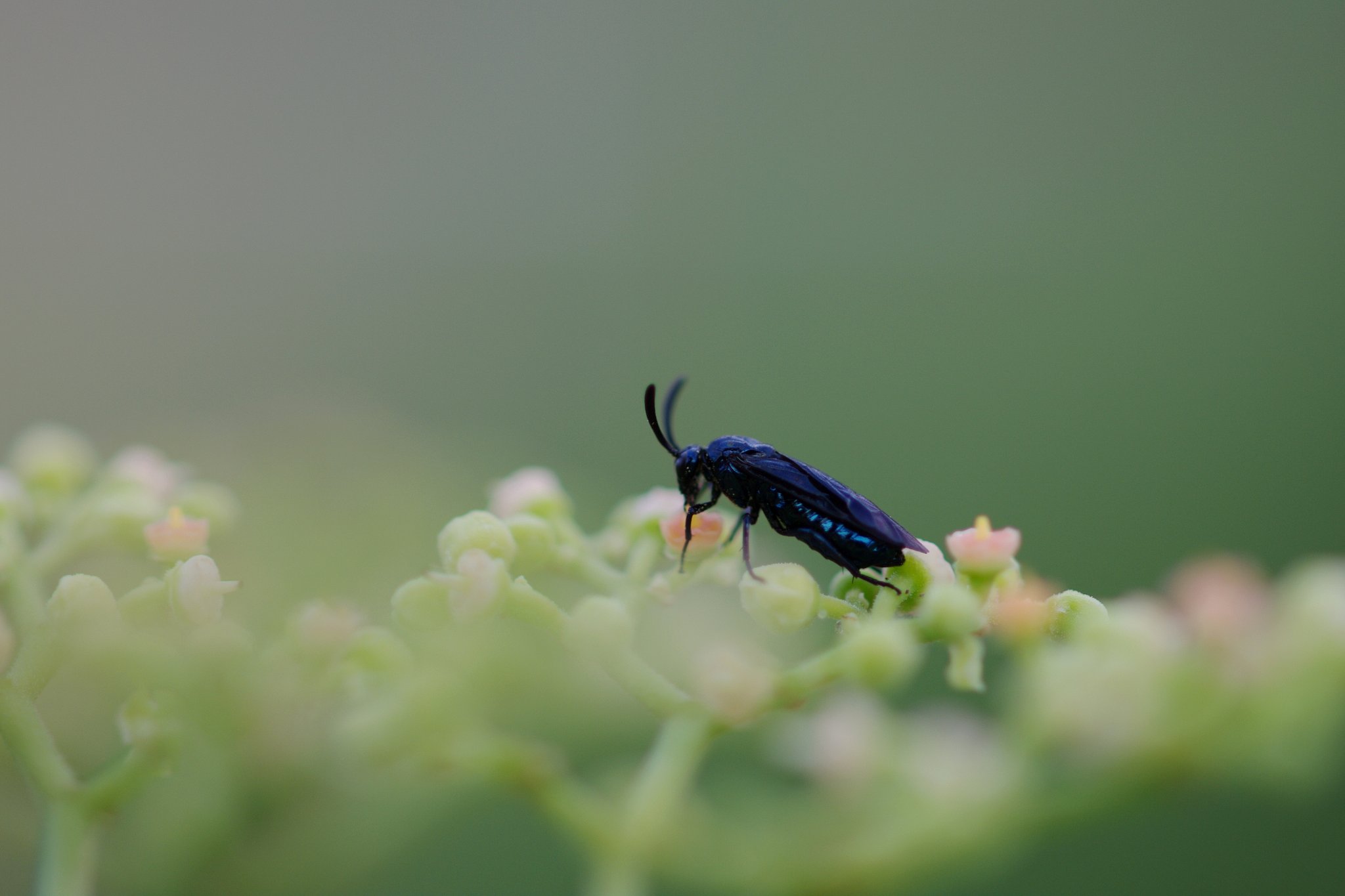 ルリチュウレンジ