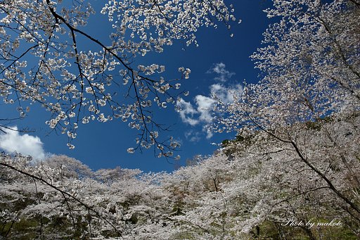 白く染まる