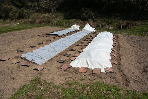 苗床(苗代の代わり)がすみました。