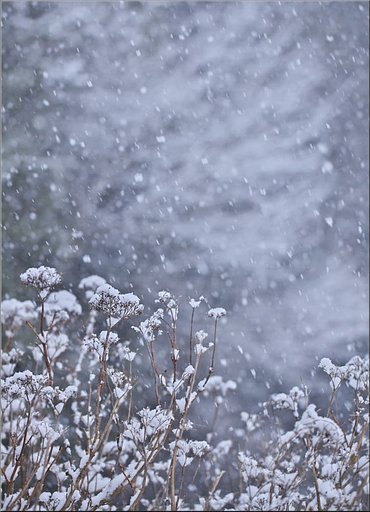 「わびさび」　雪の花
