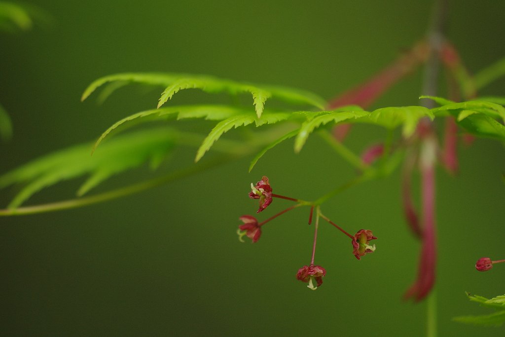 葉陰の線香花火