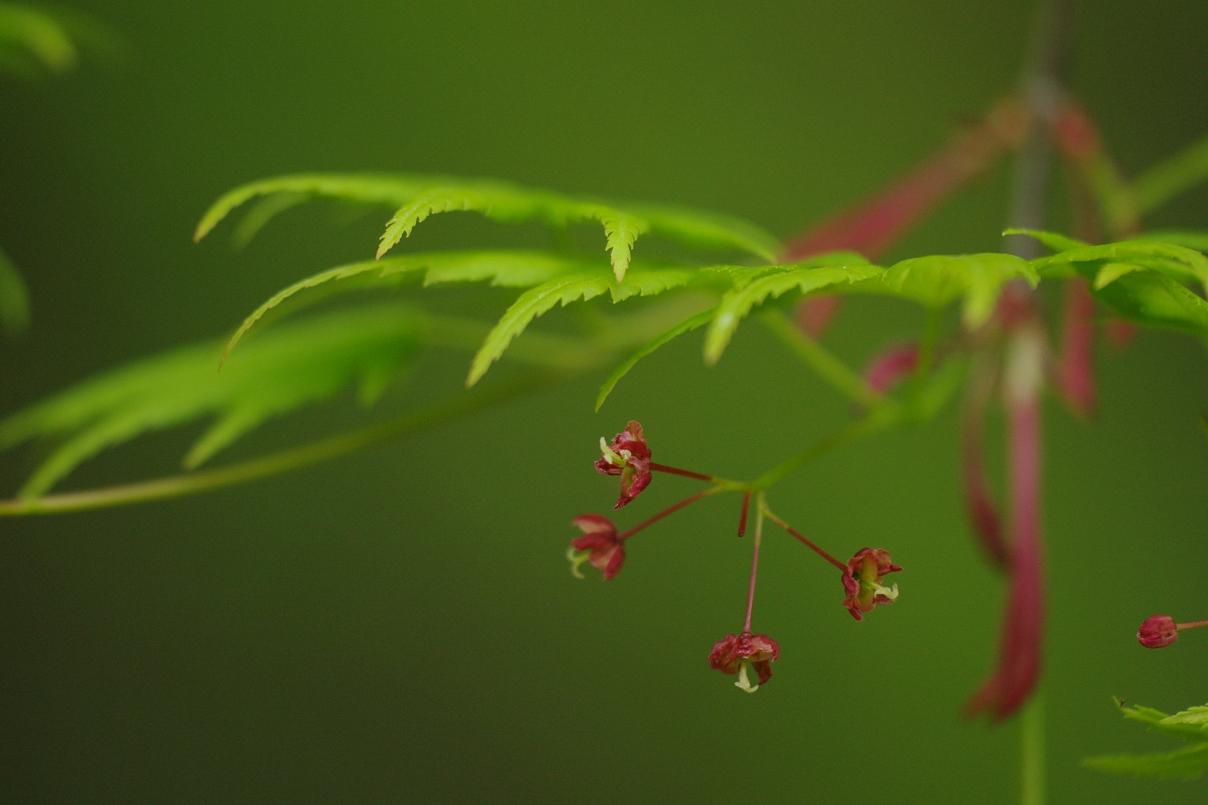 葉陰の線香花火