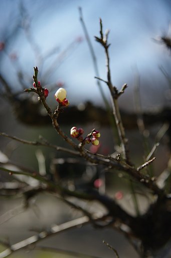 梅の花
