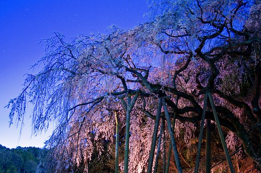 【淡彩】黎明しだれ桜②