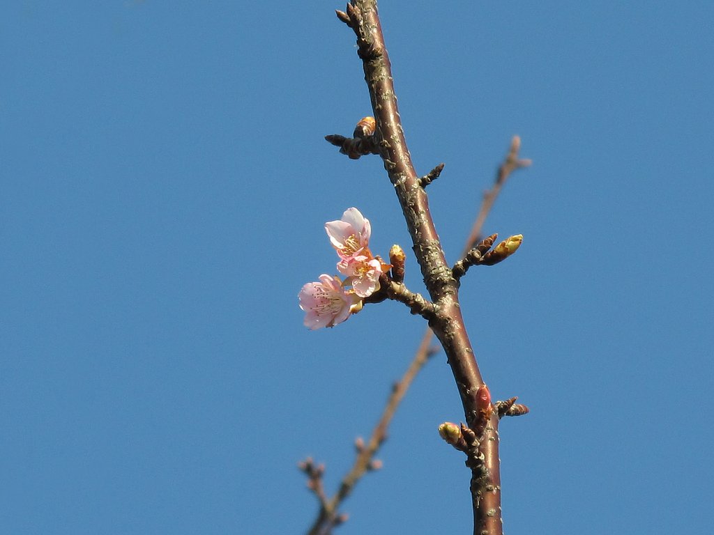 河津桜