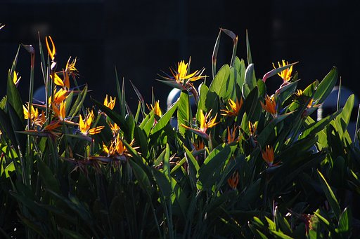 騒がしい鳥たちの様な