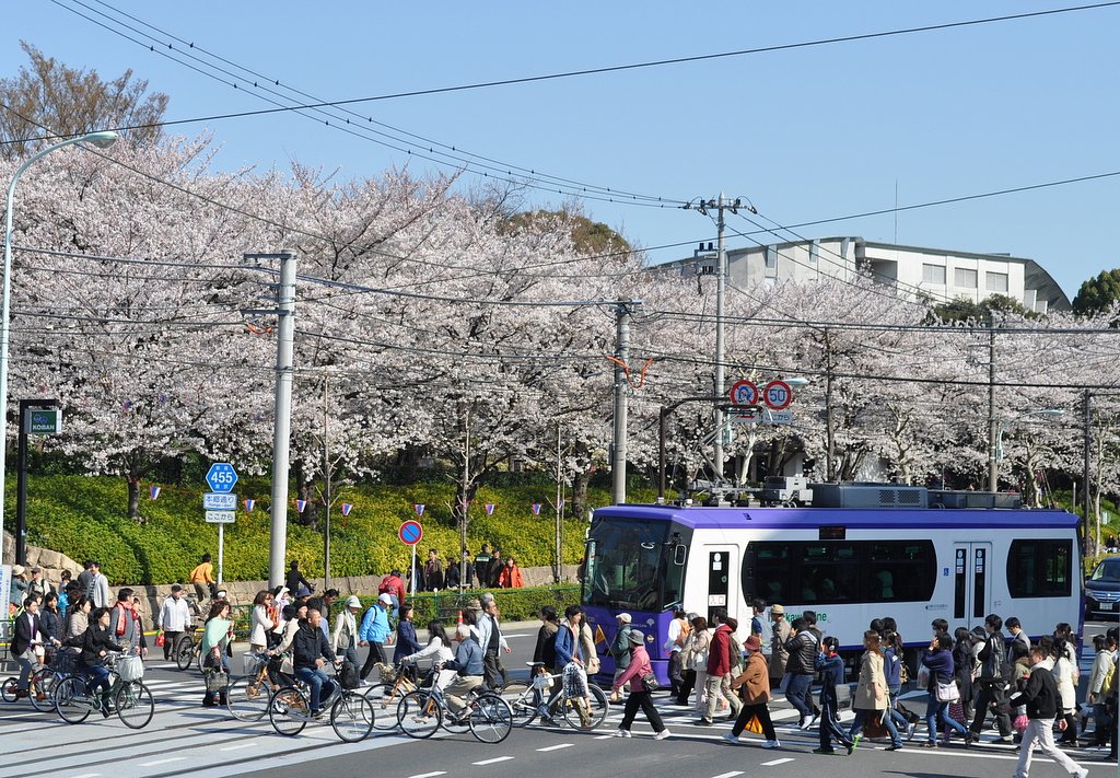 桜と都電荒川線