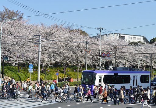 桜と都電荒川線
