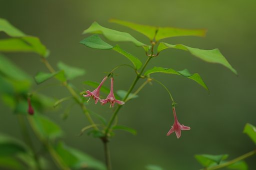 【淡彩】　樹林の中で…ウグイスカグラ