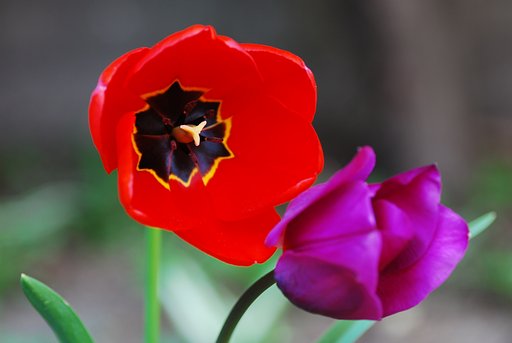 庭のチューリップ