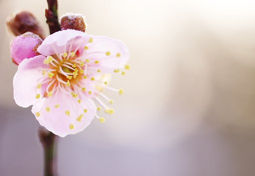 【淡彩】花の妖精