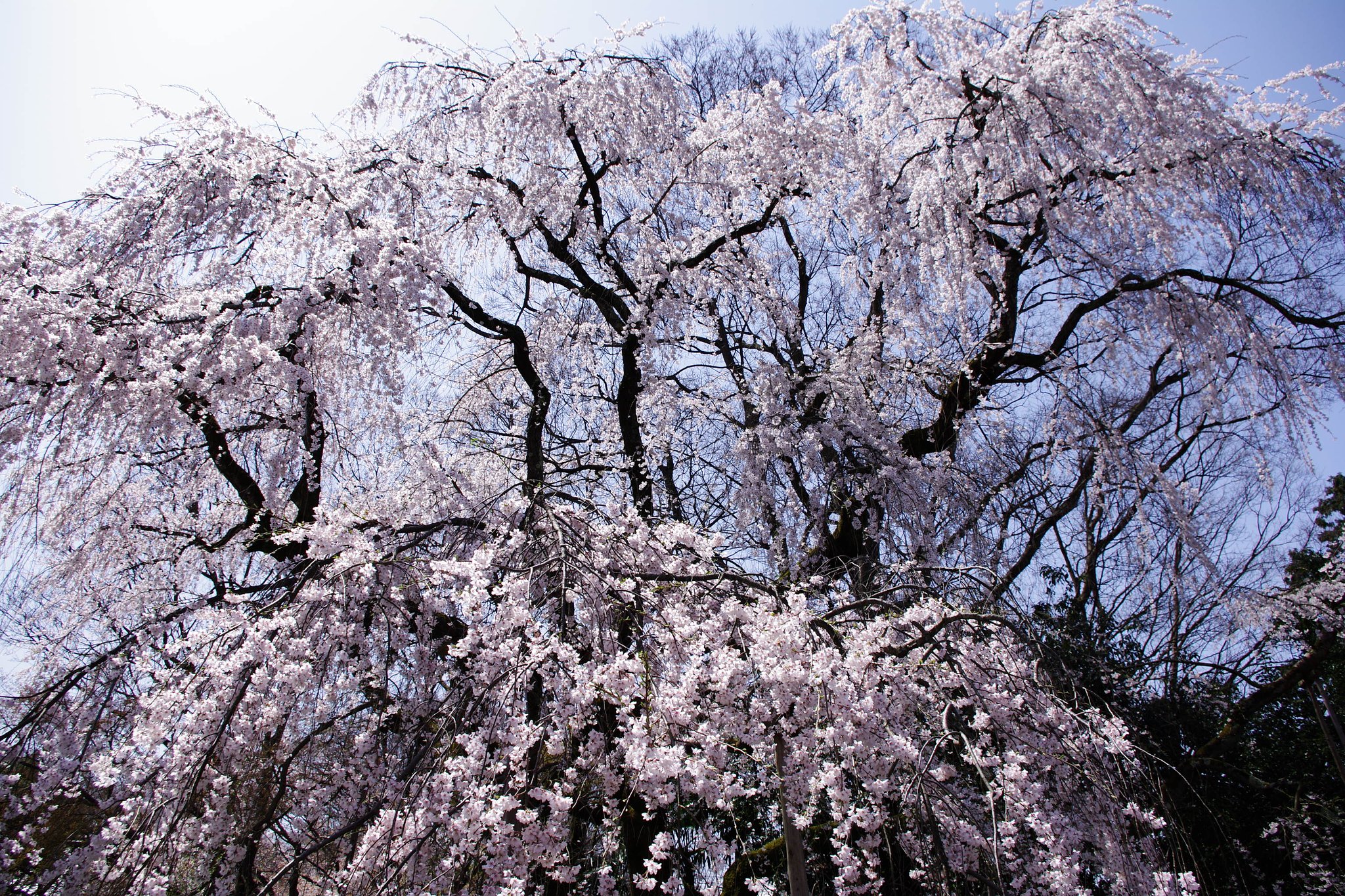 醍醐の桜