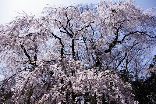 醍醐の桜