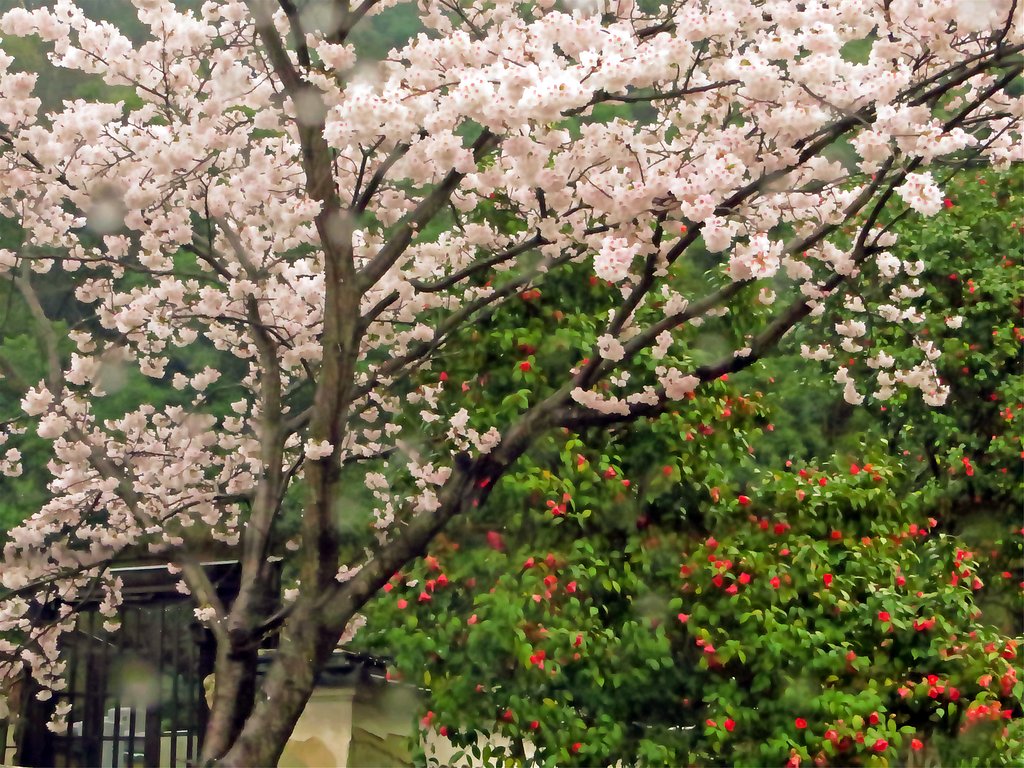 私も桜椿を