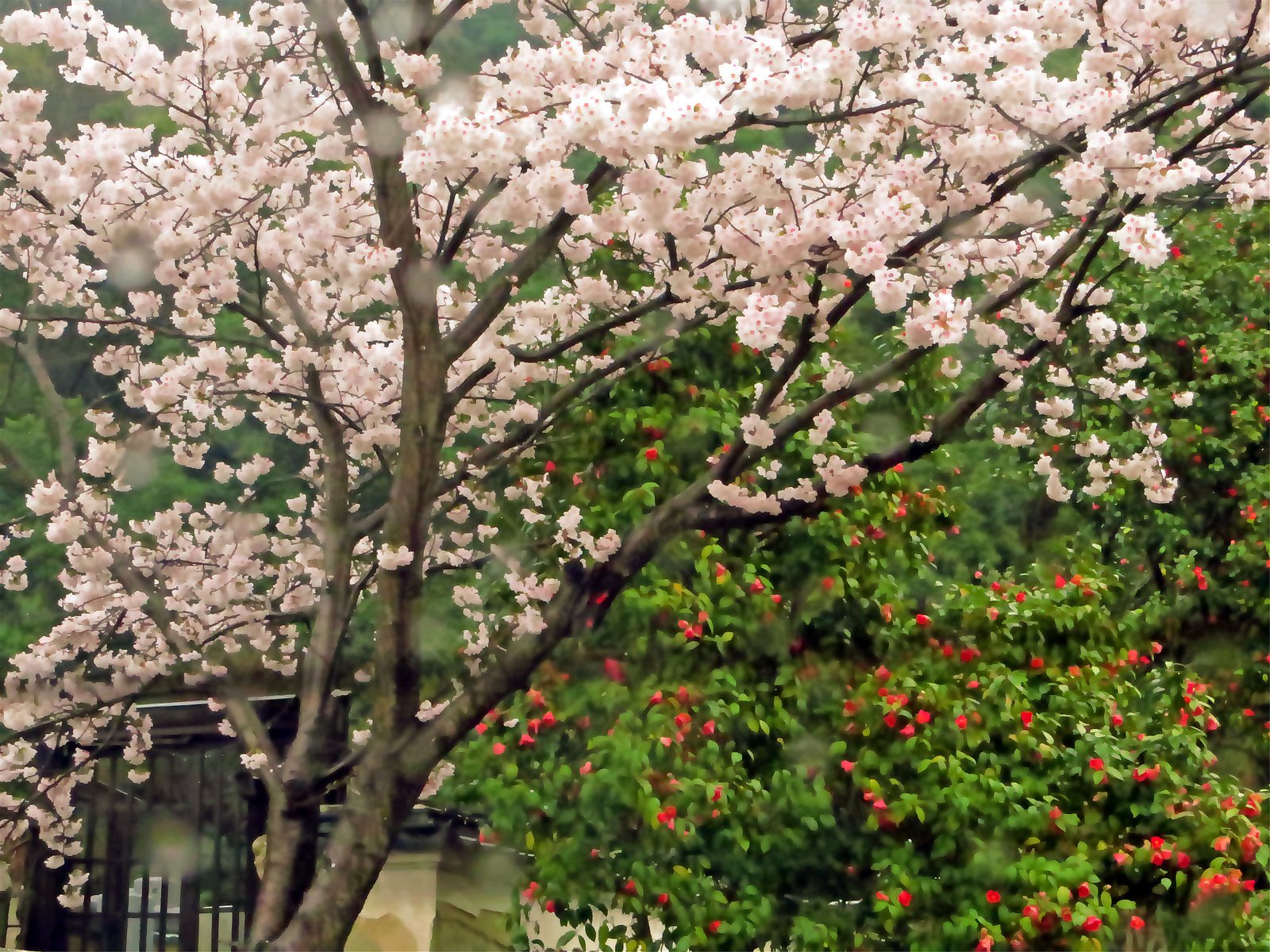 私も桜椿を