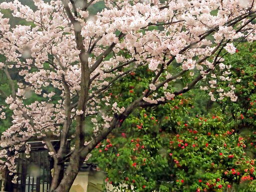 私も桜椿を