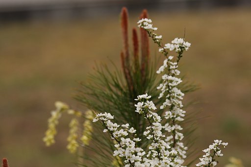 生け花に見立てて