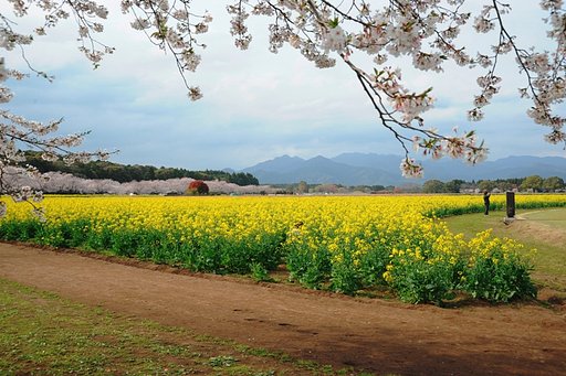 桜と菜の花