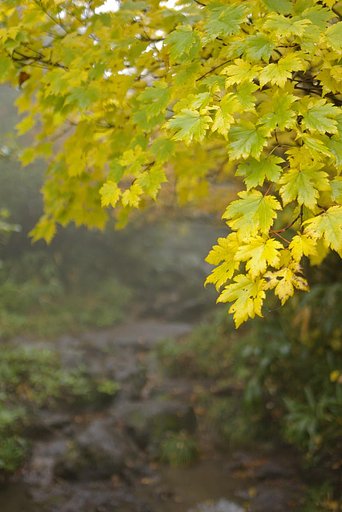 紅葉