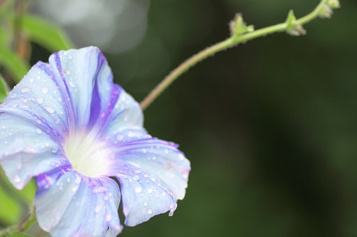 雨間の朝顔