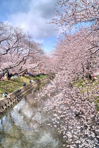 【淡彩】桜日和