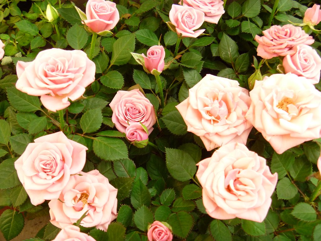 ピンク薔薇