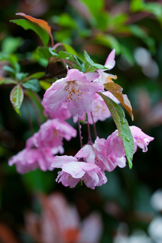雨のカイドウ