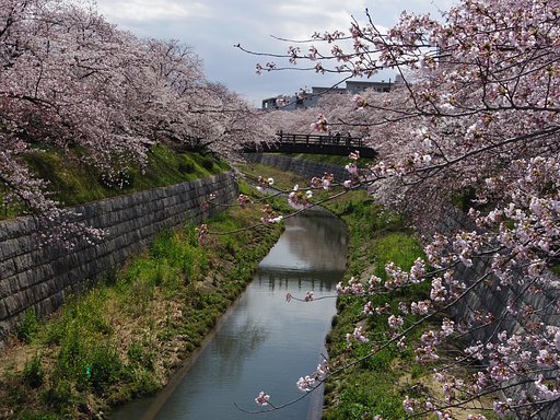 Ｑで桜を