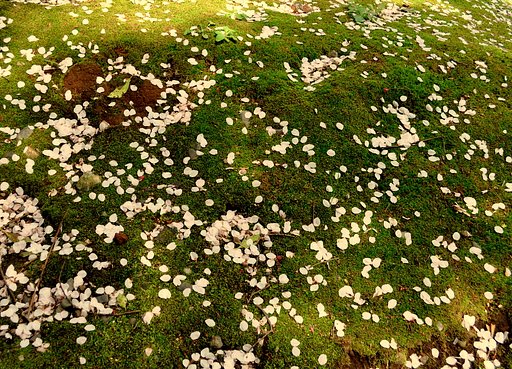 苔と花びら