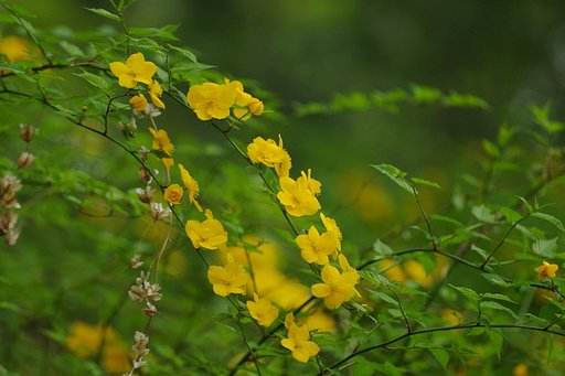 ヤマブキ
