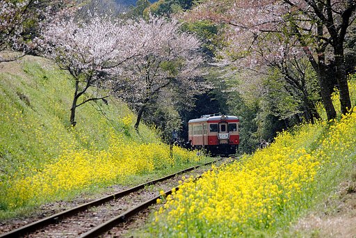 菜の花列車Ⅱ