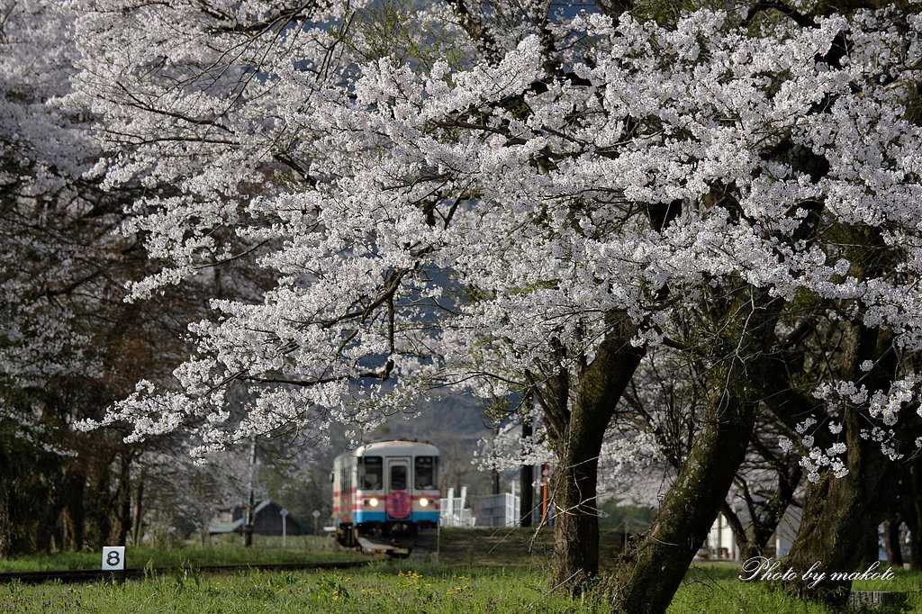 樽見鉄道の春
