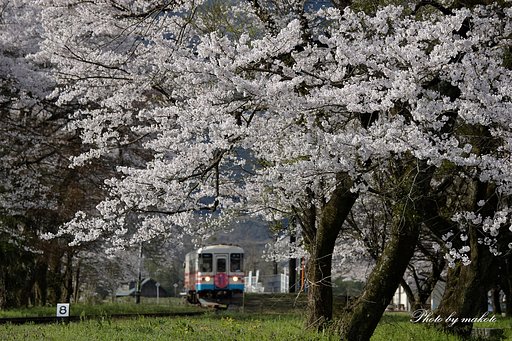 樽見鉄道の春