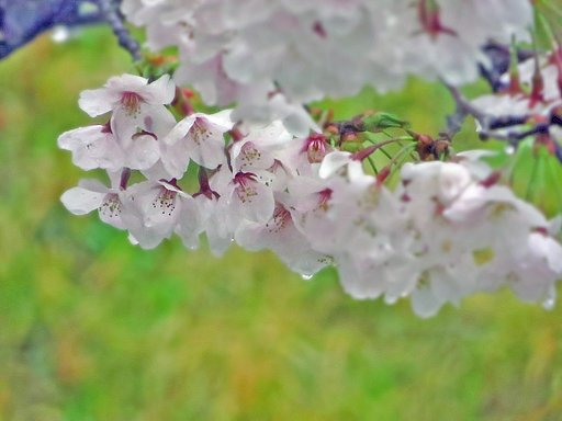 【淡彩】雨の日のサクラ
