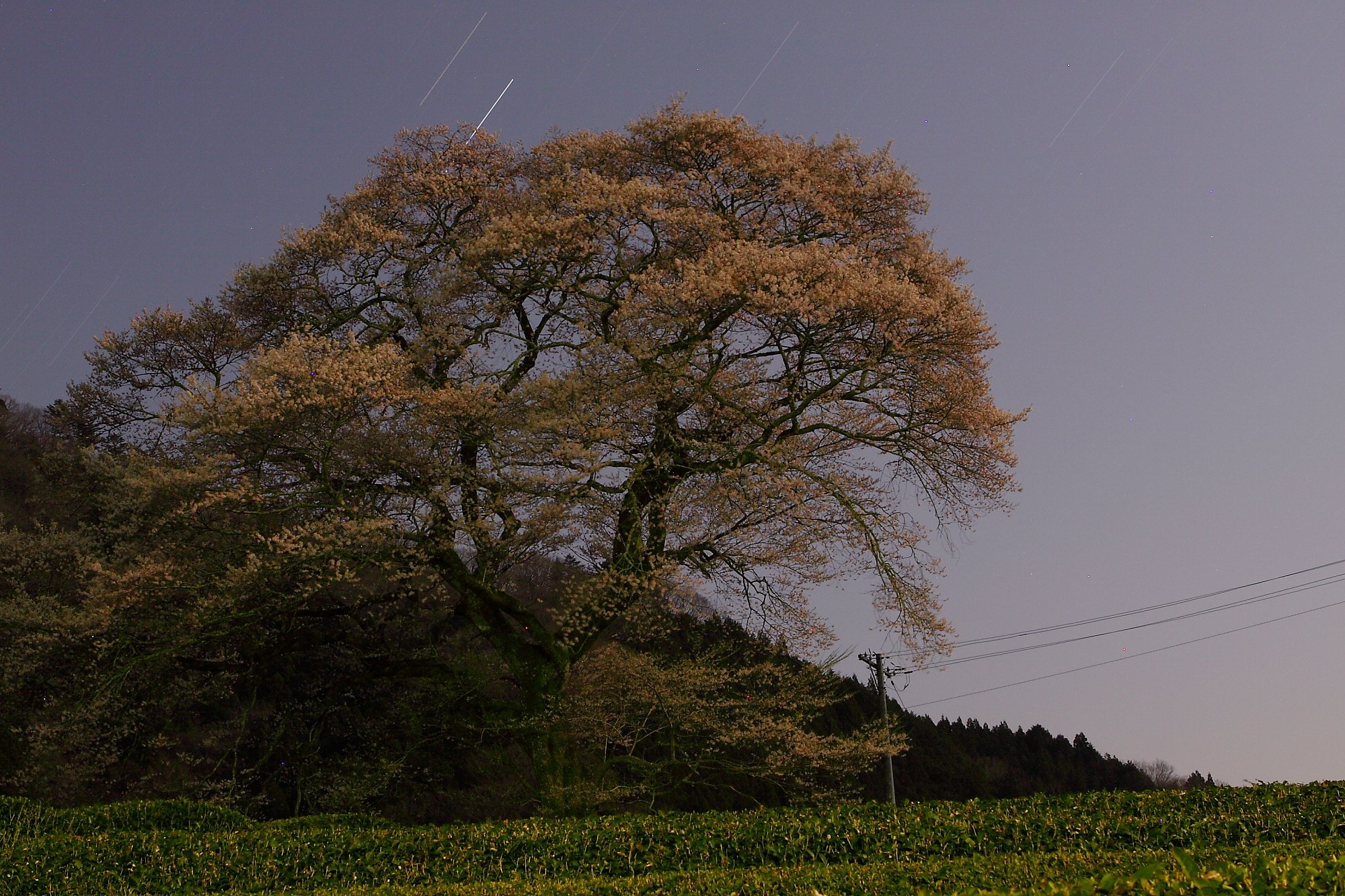 家山の一本桜